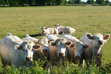 A herd of Charolais cows, in a green pasture in the countryside.	