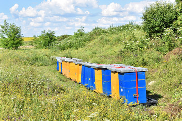 Meadow honey farm in the wildflower field             