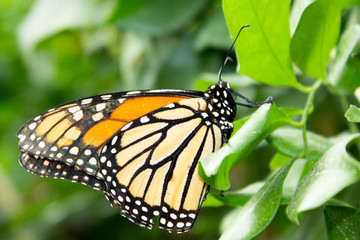 Monarch Butterfly