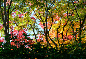 Couleurs d'automne Japon