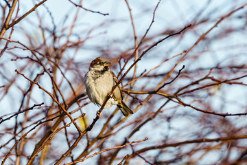 House sparrow (Passer domesticus) male perched in a bush, taken in England