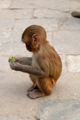 baby monkey 