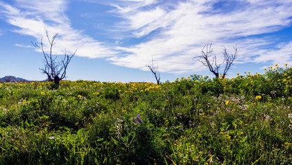 A colourful Spanish landscape with flowers and trees under a blue sky