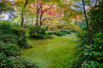 Couleurs d'automne Japon