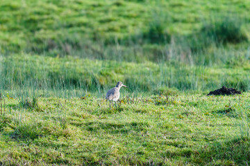 Obraz na płótnie Canvas Black-tailed Godwit (Limosa limosa) standing in a field of green grass, taken in the UK