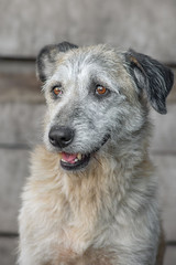 closeup portrait sad homeless abandoned white dog in shelter