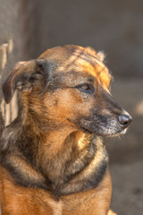 closeup portrait sad homeless abandoned brown dog in shelter