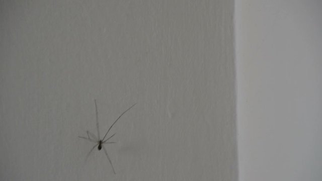 Dady Long Legs Spider (Pholcidae) on The White Wall