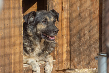 closeup portrait sad homeless abandoned black and white dog in shelter