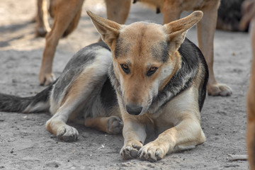 closeup portrait sad homeless abandoned dog in shelter