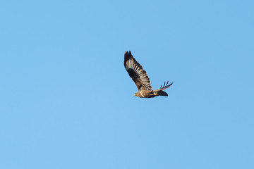 Common Buzzard (Buteo buteo) in flight, taken in the Essex, England