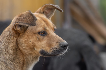 closeup portrait sad homeless abandoned brown dog in shelter