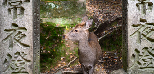 Daim à Nara
