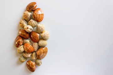 Fresh clams, raw cockles on a white table. Concept - Clean Monday, healthy food, aphrodisiac; Mediterranean Diet. Copy space.