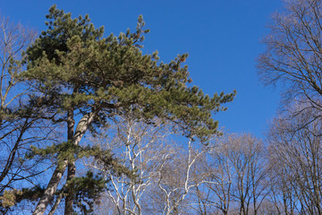 Verschiedene Baumkronen im Englischen Garten