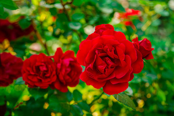 Beautiful roses in the garden, growing different varieties of flowers. Close up of a beautiful flower.