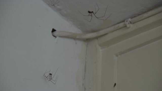 Two Long Legs Spiders - Cellar Spider - Dady Long Legs Spider (Pholcidae) on The White Wall