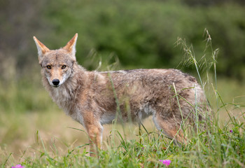 Naklejka na ściany i meble Coyote in Rural Area of Northern California