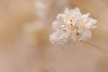 Little white gypsophila flower one bud macro