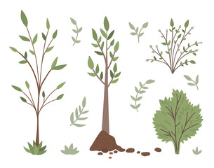 Vector set of trees, plants, shrubs, bushes, twigs isolated on white background. Flat spring garden illustration. Gardening or forest icons collection.