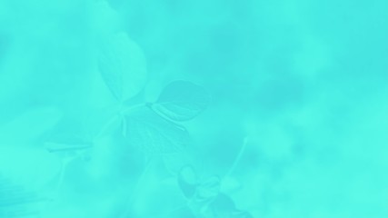 Aqua menthe color gradient background with leaves pattern, 16:9 panoramic format