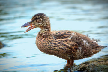 Enten-Küken steht am Gewässer