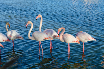 Parc ornithologique pont de Gau flamants roses de Camargue
