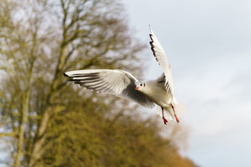 Black-headed gull (Chroicocephalus ridibundus) in flight in Twickenham, London