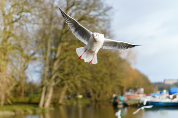 Fototapeta na wymiar Black-headed gull (Chroicocephalus ridibundus) in flight at Twickenham riverside, London