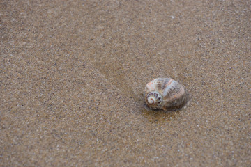 Muschel im Sand - Hintergrund