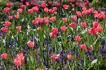 Obraz premium Colorful Pink Tulips in California Spring