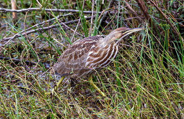 American bittern