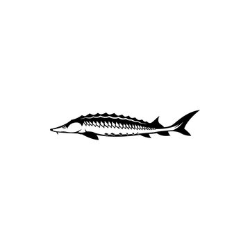 recommend clip art: sturgeon fish