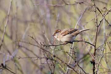 House sparrow (Passer domesticus) female perched in a bush, taken in London