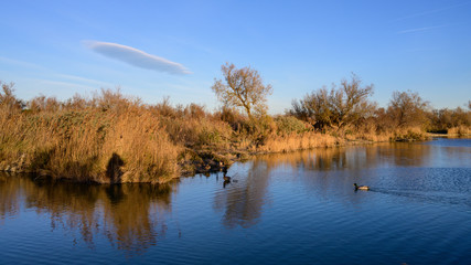 Fototapeta premium Parc ornithologique pont de Gau - paysage de Camargue