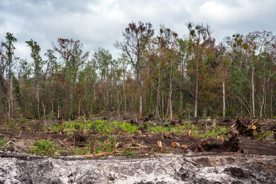 Deforestation for developement