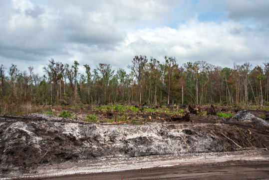 Deforestation for developement