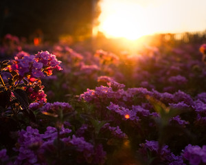 Fototapeta na wymiar Sunrise close-up to multiple orchid flowers, bushes and sunlight flares