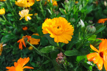 Close-up to multiple marigold flowers, vintage look