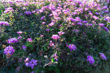 Obraz premium Morning close-up to multiple orchid flowers, vintage look