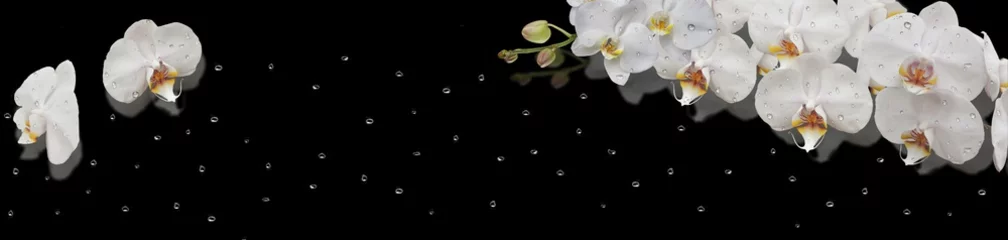 Foto op Plexiglas  orchid on black background © danilag