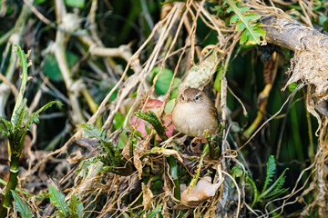 Wren (Troglodytes troglodytes) standing with legs apart, taken in the UK