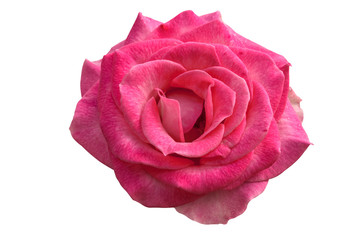 Rose isolated on white background. This has clipping path.