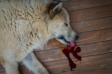 Sick dog sleeping has a bloody mouth, Thai Bang Kaew species