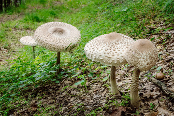 Closeup view of four large Parasol mushroom (Macrolepiota procera) growing on a green meadow in the forest. © Plamen Petrov