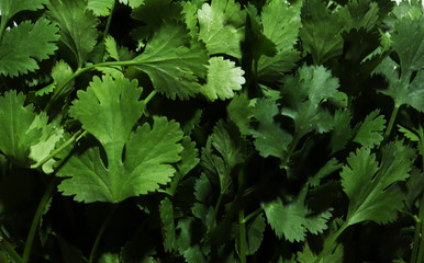 Photography of a bunch of cilantro pattern for food background