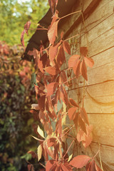 Red Virginia creeper climbing up on old wooden wall