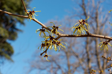 Hamamelis virginiana