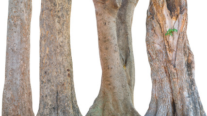 Set of tree trunk isolated on white background. This has clipping path.