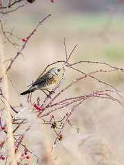 Fieldfare (Turdus pilaris) in soft winter light in England